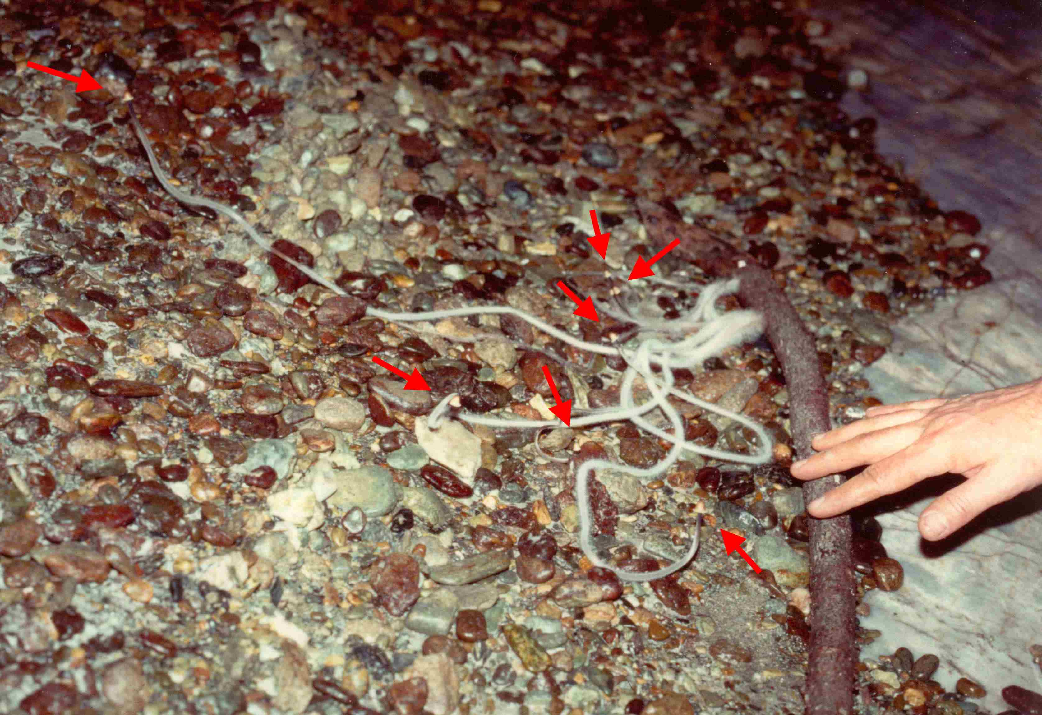 Andar per funghi nelle grotte